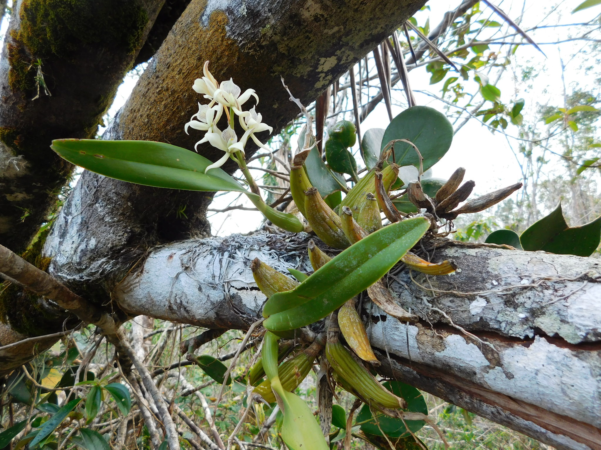 Prosthechea fragans